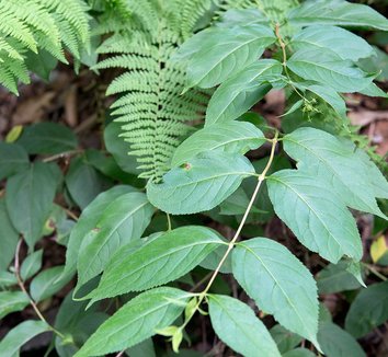Photo of Diervilla lonicera foliage by Plant Image Library