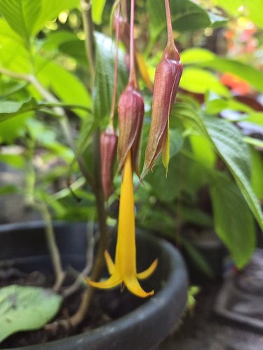 Photo of Csapodya splendens flower, foliage by Doug Harrington