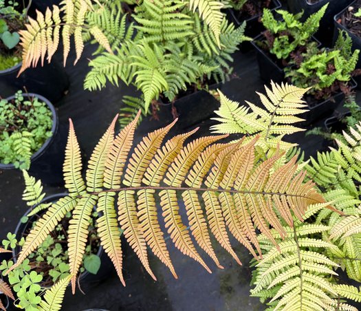 Photo of Dryopteris lepidopoda foliage by plant lust