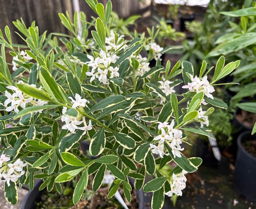 Photo of Daphne x burkwoodii 'Carol Mackie' flower, foliage by plant lust