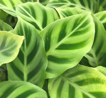 Photo of Calathea zebrina foliage by Little Prince of Oregon