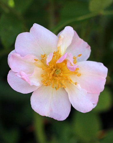 Rosa ‘Maid Marion’ | Maid Marion Hybrid Shrub Rose | plant lust