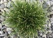 Eleocharis