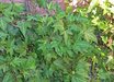 Parthenocissus