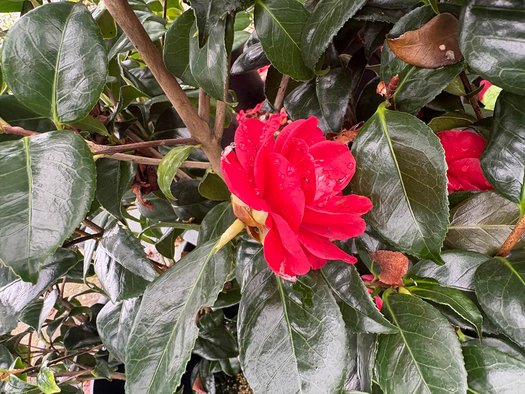 Photo of Camellia japonica 'Rosehill Red' flower by plant lust