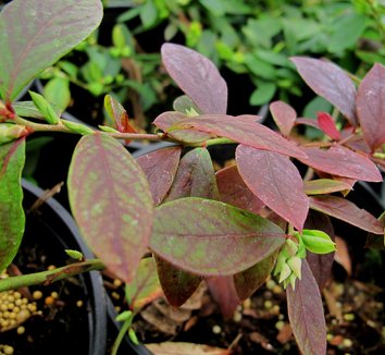 Photo of Vaccinium 'Sunshine Blue' by plant lust