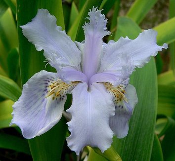Photo of Iris wattii flower by Stan Shebs