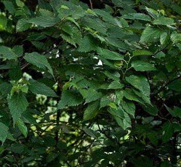 Photo of Morus australis foliage by Shih-Shiuan Kao