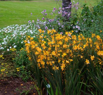 Photo of Crocosmia 'Solfatare' flower by Karl Gercens III