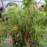 Spider Azalea Spider Azalea | Rhododendron macrosepalum 'Linearifolium ...