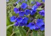 Pulmonaria 'Benediction'