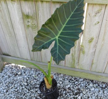 Photo of Alocasia 'Mayan Mask' foliage by Brian's Botanicals