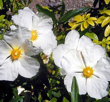 Photo of Cistus x cyprius var. ellipticus 'Elma' flower by Forestfarm