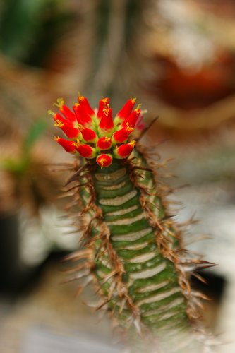 Euphorbia Viguieri Exotic Rare Succulent Cacti Madagascar Palm Plant Cactus 4" E - Foto 2