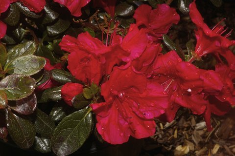 Johanna Evergreen Azalea | Azalea 'Johanna' | Azalea x 'Johanna' | Azalea x  'Vuyk's Johanna' | plant lust