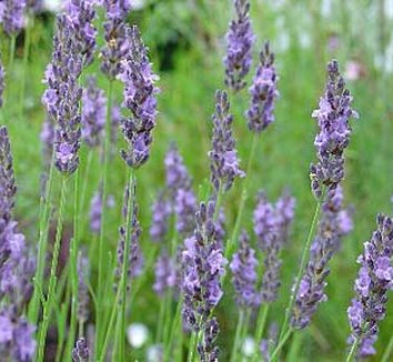 Photo of Lavandula x intermedia 'Grosso' flower by Annie's Annuals & Perennials