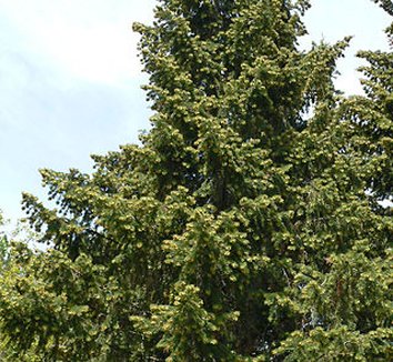 Photo of Abies bracteata form by Stan Shebs