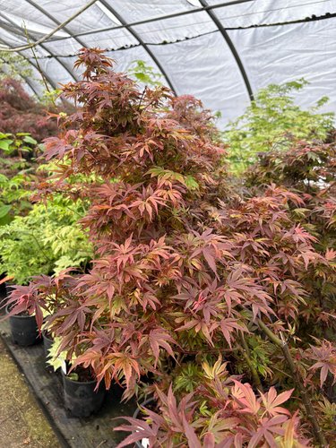 Photo of Acer palmatum 'Shaina' foliage by plant lust