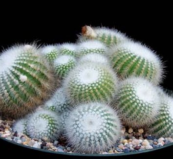Photo of Parodia scopa var muriellii by Kara Nursery