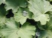 Alchemilla
