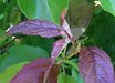 Prunus