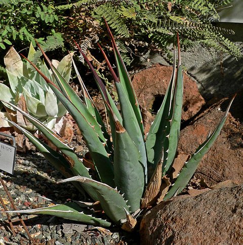 Agave utahensis ssp. kaibabensis [SBHMPS 6747] | | plant lust