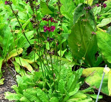 Photo of Primula anisodora close-up, foliage, form by Stan Shebs