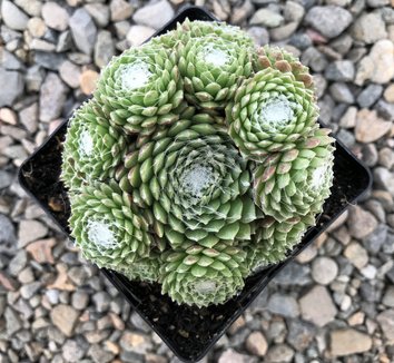 Photo of Sempervivum arachnoideum 'Rubrum' foliage by Little Prince of Oregon