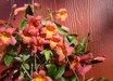 Bignonia