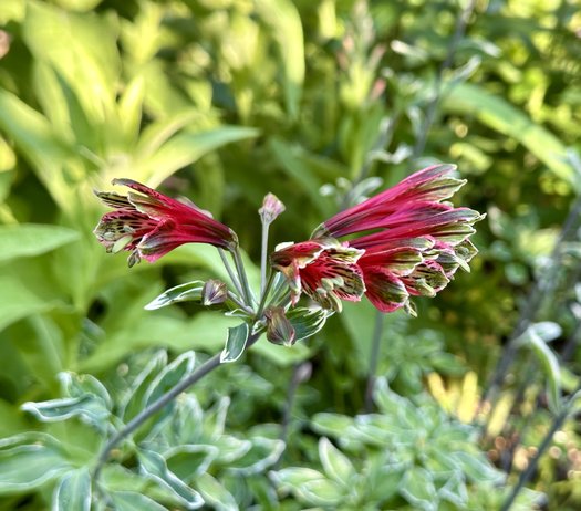 Photo of Alstroemeria psittacina 'Royal Star' by Patricia Cunningham