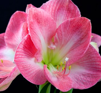 Photo of Hippeastrum 'Susan' flower by Leafari