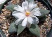 Ariocarpus