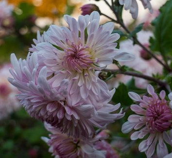 ARABIA エステリ \"Chrysanthemum leucanthemum\" ARABIA エステリ 
