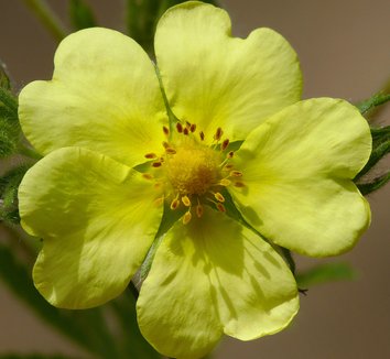 Photo of Potentilla gracilis flower by J.G. in SF