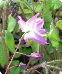 Photo of Epimedium 'Beni-Kujaku' flower, foliage by Edelweiss Perennials