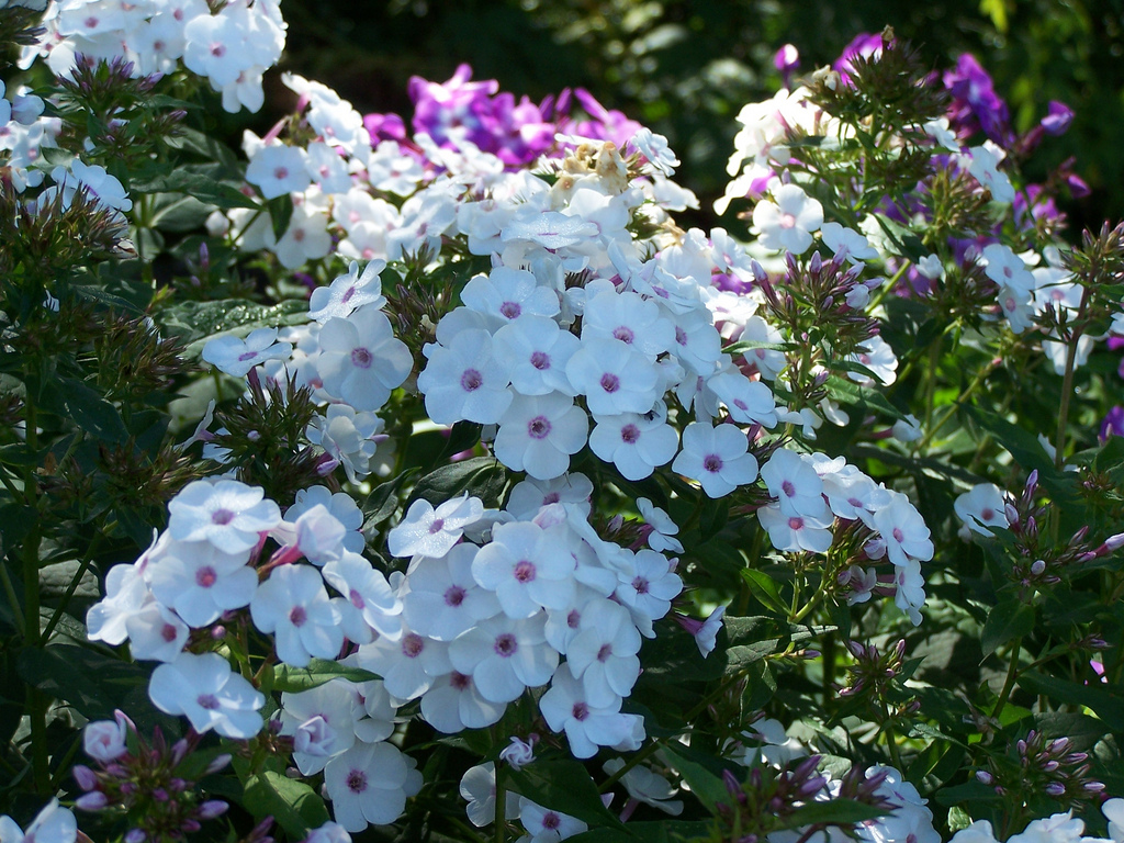 Photo 39585 Phlox X Arendsii Miss Jill Plant Lust