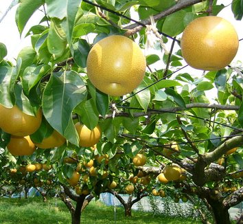 Photo of Combination Asian Pear fruit by katorisi