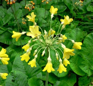 Photo of Primula florindae flower, foliage, form by Stan Shebs