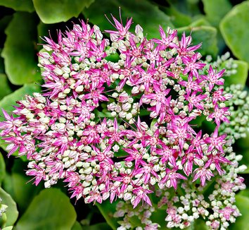 Photo of Sedum spectabile flower by André Karwath