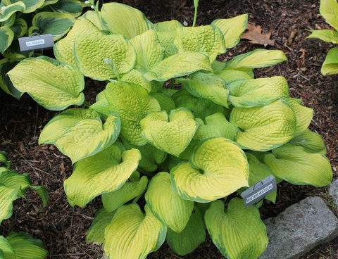 Hosta 'Mister Watson' | | plant lust