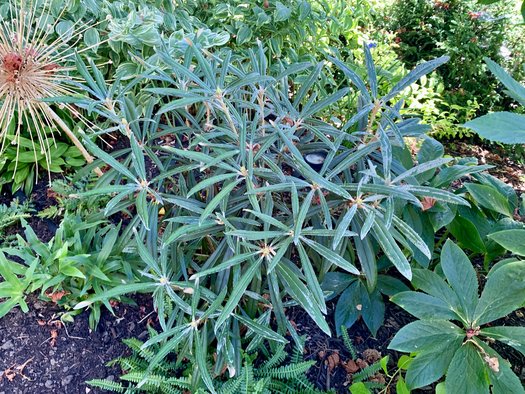 Photo of Rhododendron makinoi by 	plant lust
