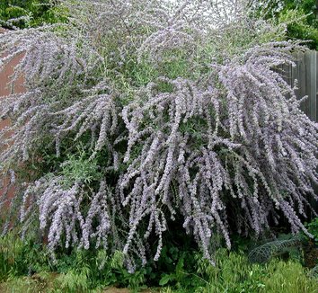 Photo of Buddleja alternifolia 'Argentea' flower, form by Plant Select®