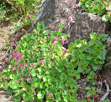 Photo of Heuchera elegans by Stan Shebs