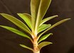 Adenium