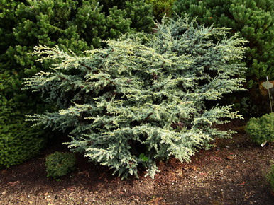 Photo of Cedrus atlantica 'Sapphire Nymph' form by Conifer Kingdom