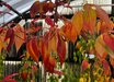 Cornus