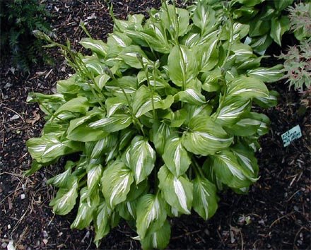 Hosta 'Middle Ridge' | | plant lust