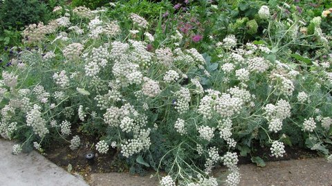 Seseli Seseli gummiferum | Moon Carrot | plant lust