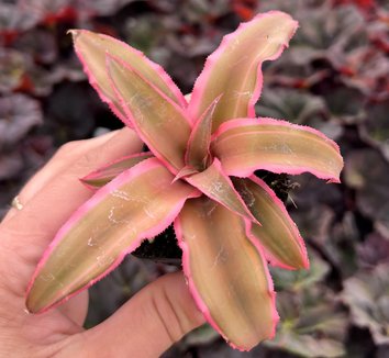 Photo of Cryptanthus bivittatus 'Pink Starlite' flower by Little Prince of Oregon