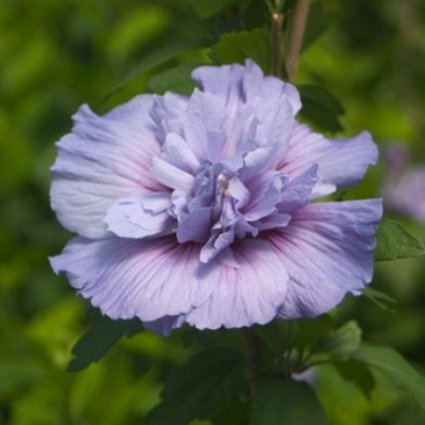 Is Hibiscus Syriacus Invasive at Michael Mullett blog